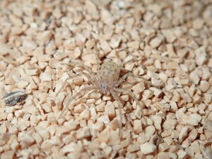  残り1匹 日本初 Sicarius gracilis シカリウス タランチュラ ムカデ サソリ ハンツマン