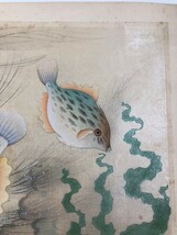 ◇大野麦風『カワハギ』大日本魚類画集　彩色木版画　手摺　空摺　真作　シート　_画像5