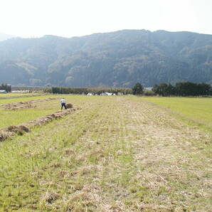 おにぎりにしたらとても美味しいです 自然栽培 20年以上農薬を使わず10年以上肥料を使わず作ってます 天日干しきぬむすめ 2０㎏ 玄米食の画像2