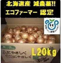 【エコファーマー農家直送】北海道産玉ねぎ 20 kg Lサイズ _画像1