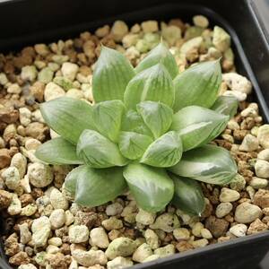 ハオルチア　オブツーサ錦　マリン　Haworthia Marin f.variegata 　斑入り　プレステラ90型鉢に植え