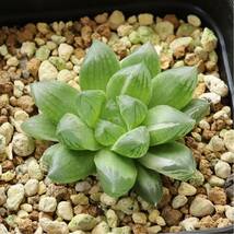 ハオルチア　オブツーサ錦　マリン　Haworthia Marin f.variegata 　斑入り　プレステラ90型鉢に植え_画像5