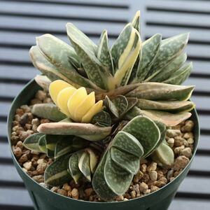 群生株　ガステリア　子宝錦　Gasteria gracilis v. minima.variegata　斑入り　一部糊斑　子付き　多肉植物