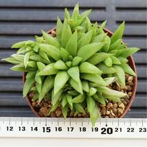 群生株　ハオルチア　菊花の舞錦　Haworthia laetevirens 斑入り　雷牙　多肉植物_画像2