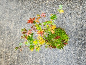 コハウチワカエデ　植木　鉢植　苔　盆栽