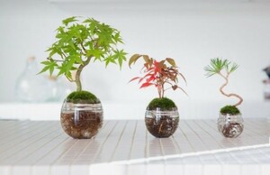 MINI maple 苔玉　モミジ　山紅葉　イロハモミジ　苗木　苔テラリウム　盆栽