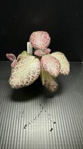 エピスシア.クプレアータ　ピンクアカジュ　鉢のまま発送　送料無料　Episcia cupreata “Pink Acajau” _画像1