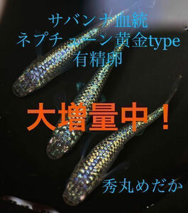 【秀丸めだか】大増量中！　ネプチューン黄金type　サバンナ血統　極上種親　現物画像　有精卵15個＋α NPG66 (検索用:フロマージュ)