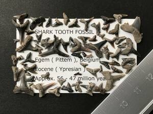 same tooth fossil Belgium production [ZA10] 60 piece set 