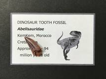 恐竜 歯 化石 アベリサウルス [DS375] 恐竜の歯 恐竜の化石 牙_画像4