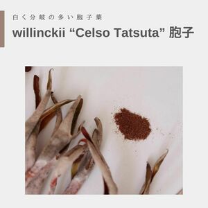 willinckii “Celso Tatsuta” 胞子　ビカクシダ