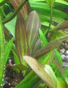  Echinodorus ruby n,hete Ran tera, needle leaf rudowijia set 