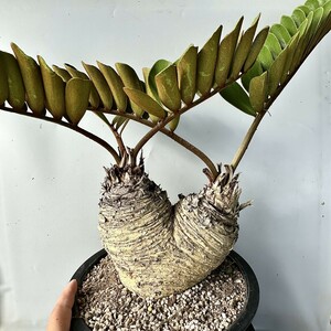 MM29 【特売18CM特大株】 希少種 レア 観葉植物 ザミア [メキシコソテツ] 蘇鉄 巨大株 Sクラスは希少株 極美極上株