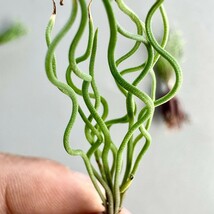 MM44 珍奇植物 トラキアンドラ Trachyandra sp Kliprand WC 3株同梱_画像5
