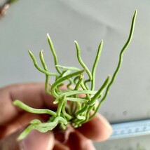 MM23 珍奇植物 トラキアンドラ Trachyandra sp Kliprand WC 3株同梱_画像5