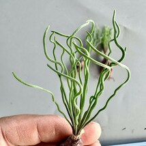 MM23 珍奇植物 トラキアンドラ Trachyandra sp Kliprand WC 3株同梱_画像2