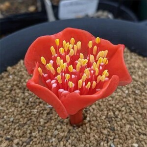 MM2 珍奇植物Haemanthus crispusハエマンサス クリスパス 3株同梱