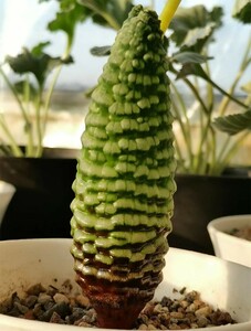 MM20 多肉植物 塊根植物 つくし玉ブルビネブルイン シ 超希少株