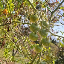 【900g】青いミニトマト 未熟 加工用 ピクルス プチトマト 長野県産_画像3