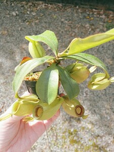 Nepenthes ampullaria green　ネペンテス　ウツボカズラ　アンプラリア　グリーン　食虫植物　観葉植物