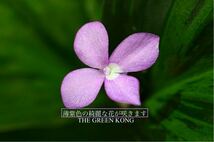 No.04/-TGK-r50404-/ケンフェリア プルクラ ’斑入り‘/Kaempferia pulchra ‘Variegated’ from Thailand/_画像7