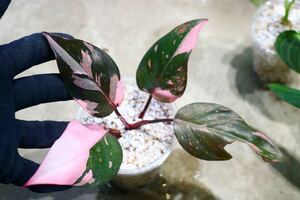 No.013/-TGK-r50404-/Philodendron Pink princess ’Marble king‘/フィロデンドロン ピンクプリンセンス ’マーブルキング‘