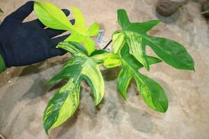No.013/-TGK-/フィロデンドロン ハイブリッド フロリダビューティー/Philodendron Hybrid ’Florida Beauty’