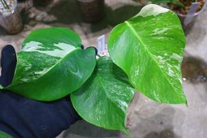 No.025/-TGK-/Monstera deliciosa var, borsigana ‘White Variegated‘/モンステラ ボルシギアナ ホワイト ’斑入り‘