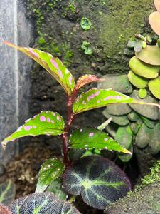 Begonia sp.Nanga pinoh カット苗　原種ベゴニア/熱帯植物/パルダリウム/ビバリウム