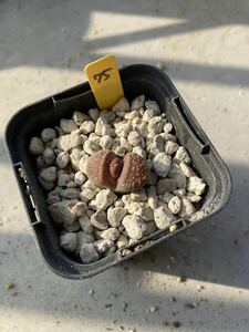 「75」Lithops villetii ssp.kennedyi ケネディ　リトープス　メセン　多肉