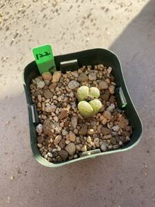 「122」Lithops otzeniana 黄緑大津絵　メセン　多肉