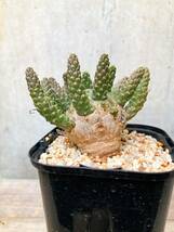 Euphorbia gamkensis E391【古株・良型】 ユーフォルビア ガムケンシス_画像6