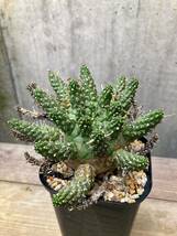 Euphorbia gamkensis E398【古株・良型】 ユーフォルビア ガムケンシス_画像7