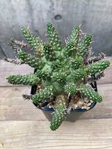 Euphorbia gamkensis E398【古株・良型】 ユーフォルビア ガムケンシス_画像2