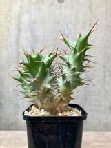 Euphorbia tortirama E386【良型・大株】 ユーフォルビア トルチラマ_画像4