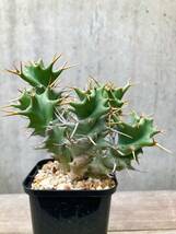 Euphorbia tortirama E386【良型・大株】 ユーフォルビア トルチラマ_画像5