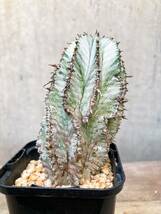 Euphorbia polygona E403【モンスト・綴化】ユーフォルビア ポリゴナ スノーフレーク_画像4