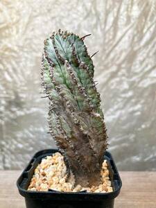 Euphorbia polygona E406【古株】ユーフォルビア ポリゴナ スノーフレーク