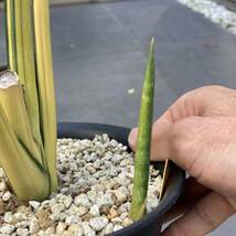 【ご縁がありますように 5円〜】斑入り サンセベリア schweinfurthiiサンスベリア Sansevieria_画像7