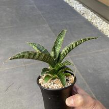 【ご縁がありますように 5円〜】サンセベリア Ariella サンスベリア Sansevieria _画像7