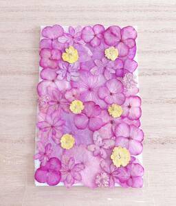 [ pressed flower material ] pink series hydrangea set 11