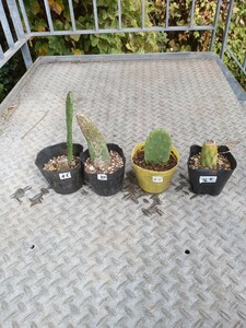 団扇サボテン（ウチワサボテン）多肉植物opuntia ficus indica（オプンチア 大型宝剣 緑・赤・紫・朱 4品種セット）②