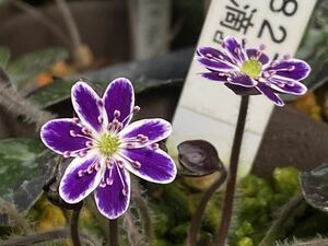 雪割草　「水滴」地合系銘花　1芽