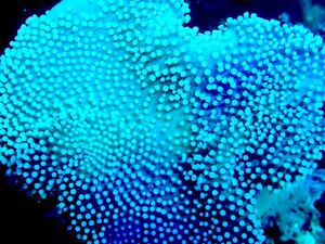 【New aquarium】【サンゴ】沖縄産 ウミキノコ グリーン Ｎｏ．1 ±5-7cmソフトコーラル