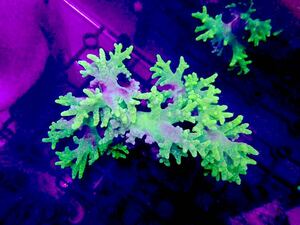 【New aquarium】【サンゴ】沖縄産 コエダカタトサカ メタリックグリーン Ｎｏ．2 ±10cmソフトコーラル