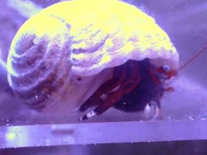 【New aquarium】【海水生物】沖縄産 スベスベサンゴヤドカリ 1匹 ±2-5cm