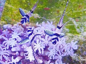【New aquarium】【海水魚】プテラポゴン カウデルニー ±3-5cm テンジクダイ サンゴ サンプル画像