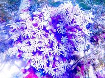 【New aquarium】【サンゴ】ツツウミヅタ ホワイト Lサイズ Ｎｏ．1 ±12cm サンゴ 個体販売_画像4