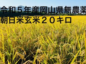 【新米】令和5年産岡山県無農薬朝日米玄米２０キロ