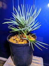 11/16撮影 現品！チャメロップス 7号◇チャメロプス フミリス セリフェラ◇Chamaerops humilis cerifera（品番KN）【送料M】_画像2